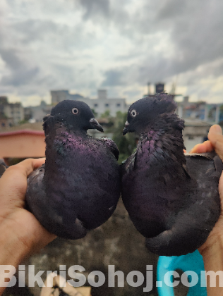 Kobutor, কবুতর